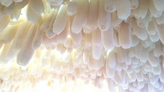 What is a loofah sponge? Benefits, uses & sustainability