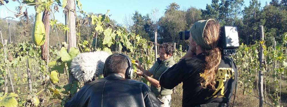 Report – How a Company in Galicia Is Revolutionizing Natural Luffa Sponges