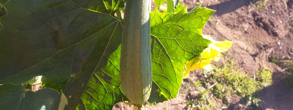 Spotlight: Business Insider Features Our Luffa Sponge Production Process