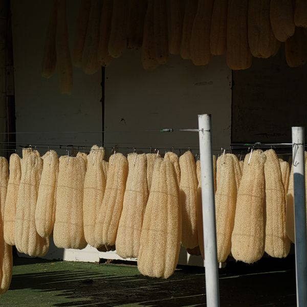 Loofah drying