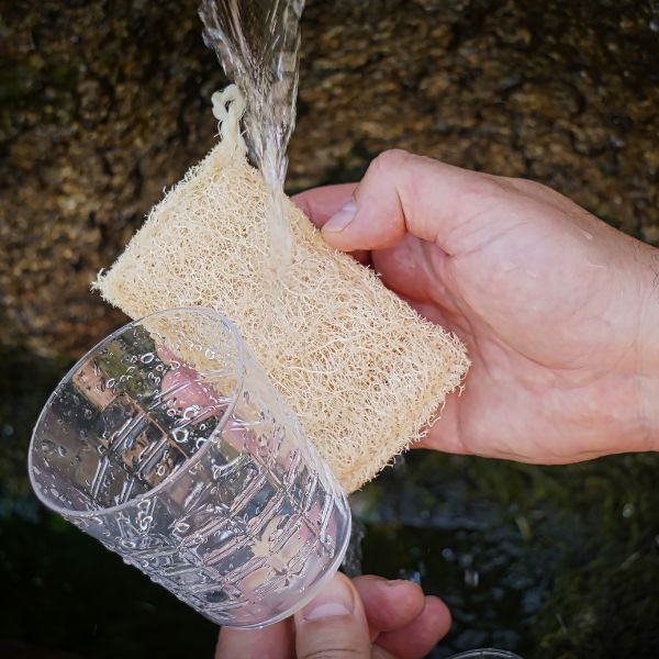 Loofah drying in the sun