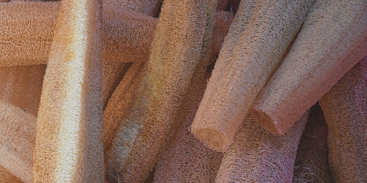 Loofah cultivation